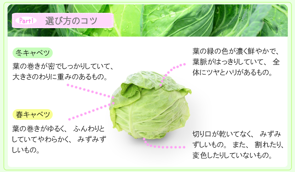 Part1 選び方のコツ 冬キャベツ、葉の巻きが密でしっかりしていて、大きさのわりに、重みのあるもの。春キャベツ、葉の巻きがゆるく、ふんわりとしていてやわらかく、みずみずしいもの。葉の緑の色が濃く鮮やかで、葉脈がはっきりしていて、全体にツヤとハリがあるもの。切り口が乾いてなく、みずみずしいもの。また、割れたり、変色したりしていないもの。
