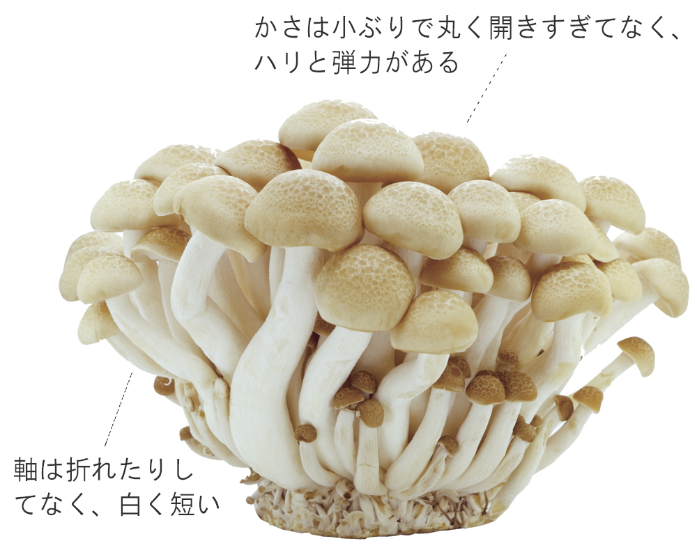 説明付ぶなしめじ画像　かさは小ぶりで丸く開きすぎてなく、ハリと弾力がある　軸は折れたりしてなく白く短い
