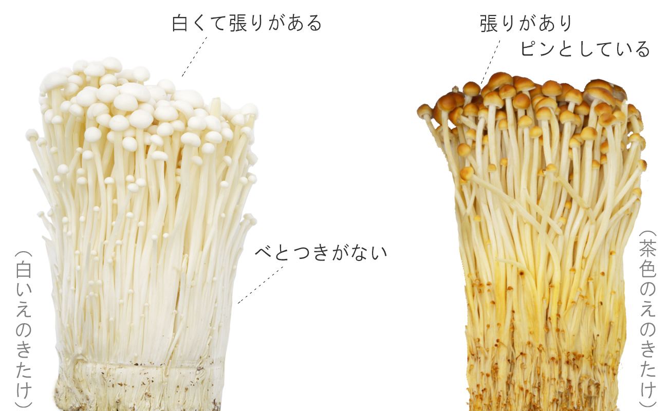 白えのきたけと茶色えのきたけの説明画像　白くて張りがある　べとつきがない　張りがありピンとしてる