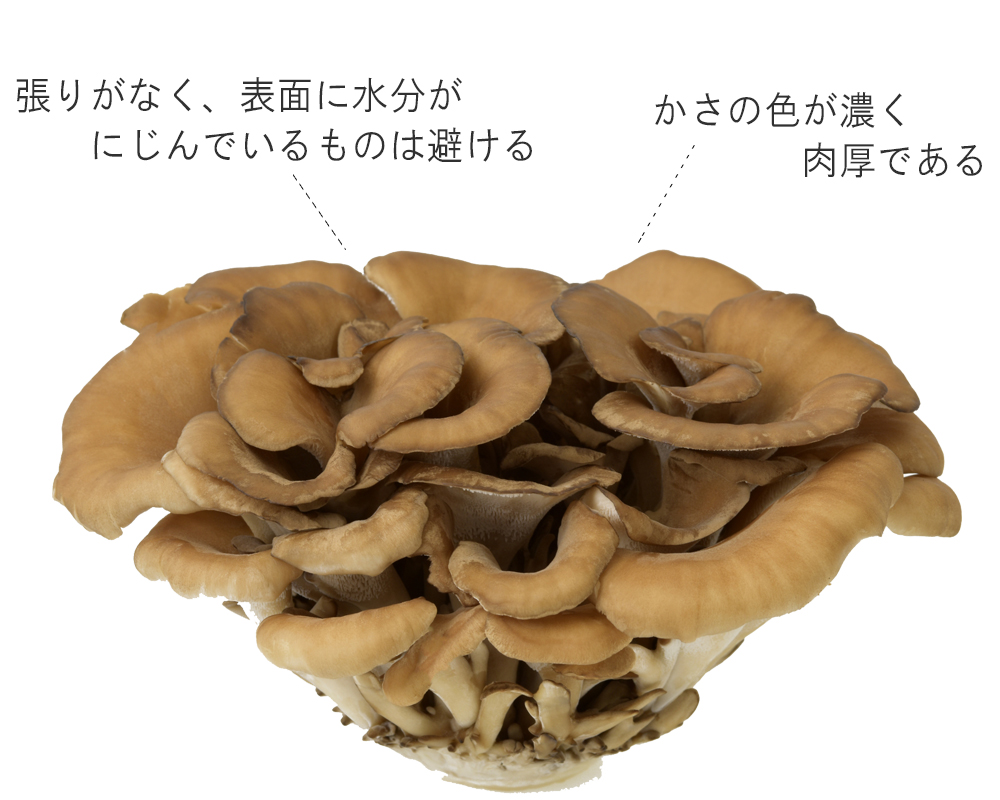 説明付しいたけ画像　傘は厚みがあり、丸みがある　傘の裏のひだの部分に変色や傷がない　軸は太く、短く