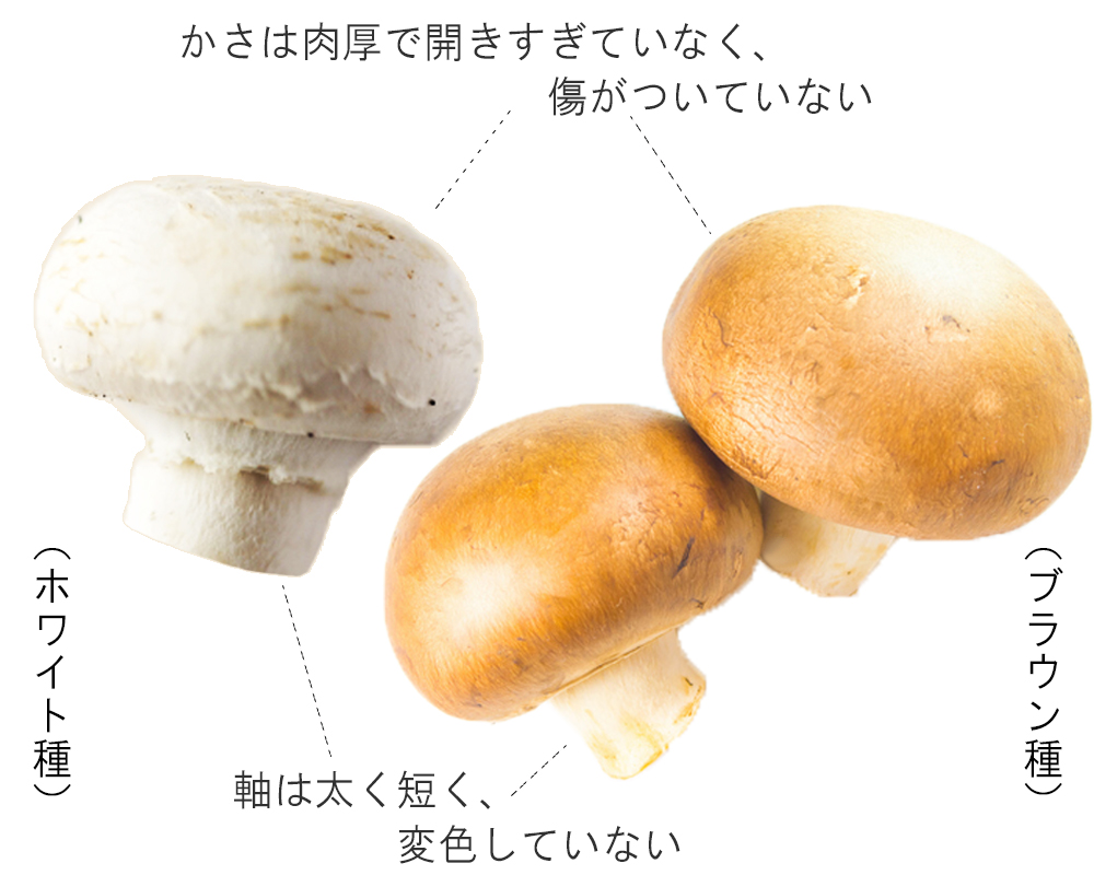 説明付、かさは肉厚で開きすぎていなく、傷がついていない　軸は太く、変色していない