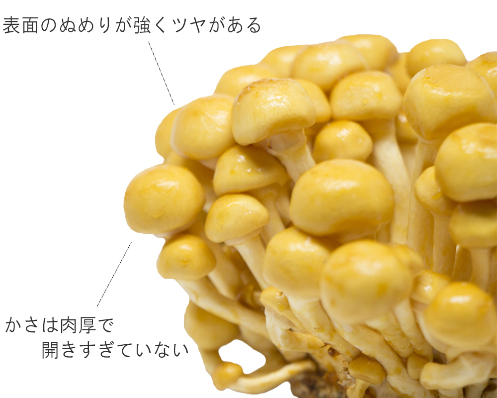説明付、表面のぬめりが強くツヤがある　かさは肉厚で開きすぎていない